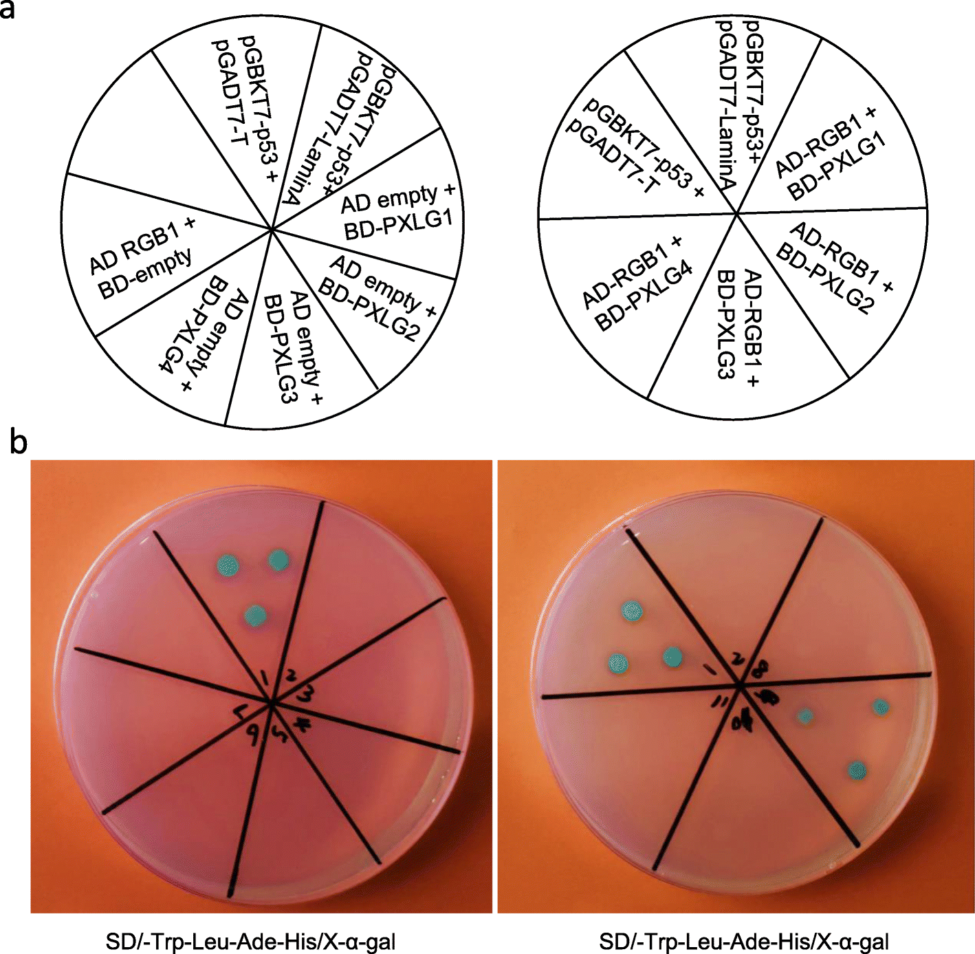 Fig. 7