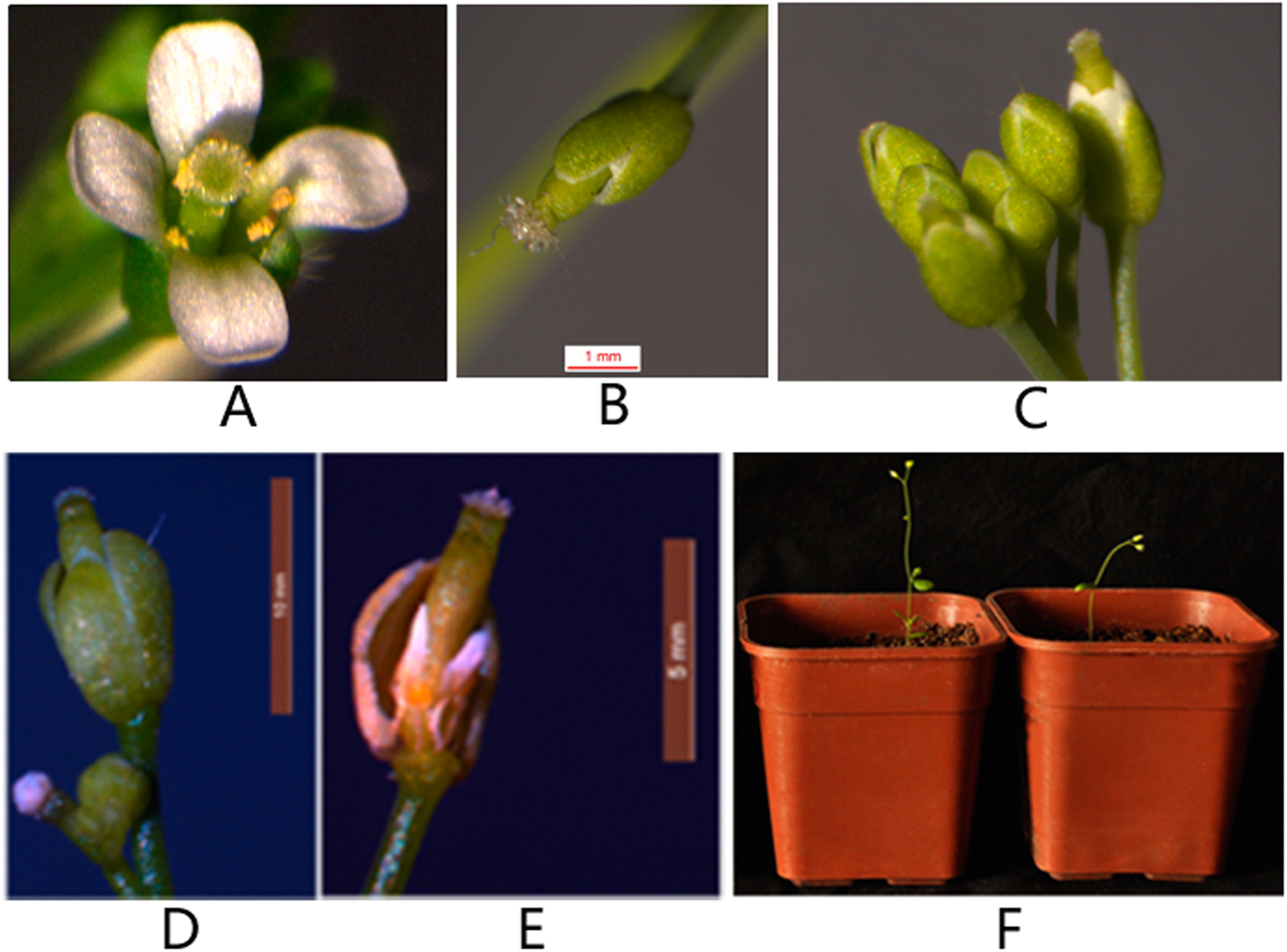 Fig. 10