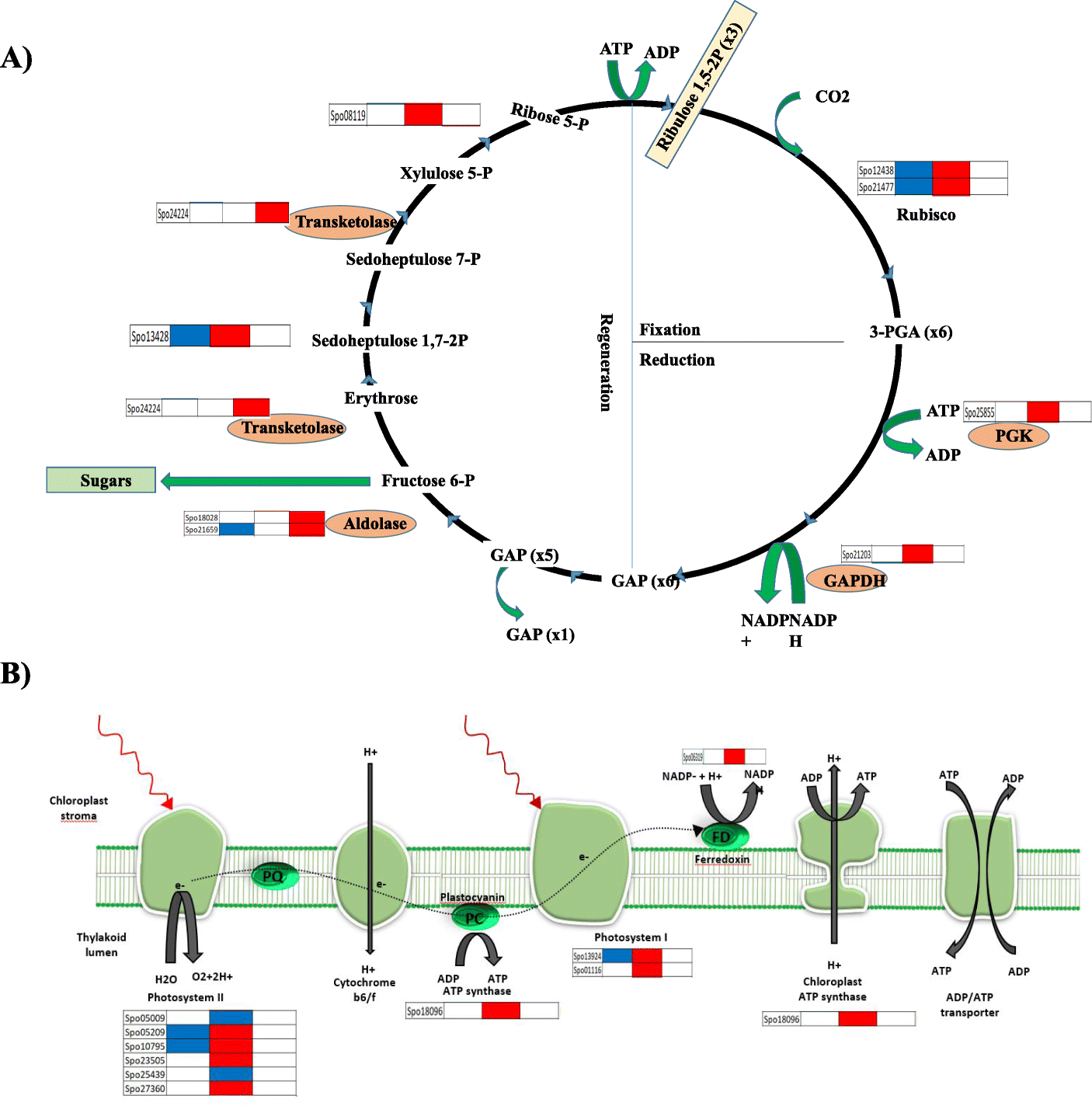 Fig. 5