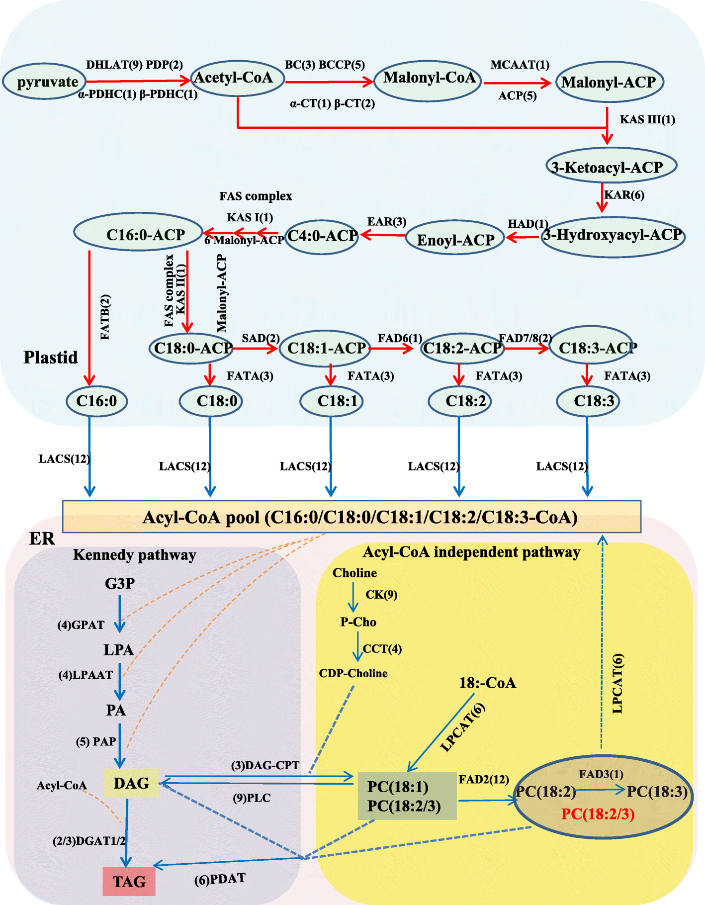 Fig. 5