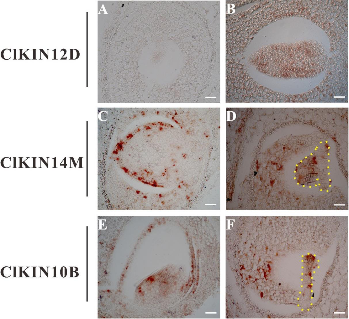 Fig. 9