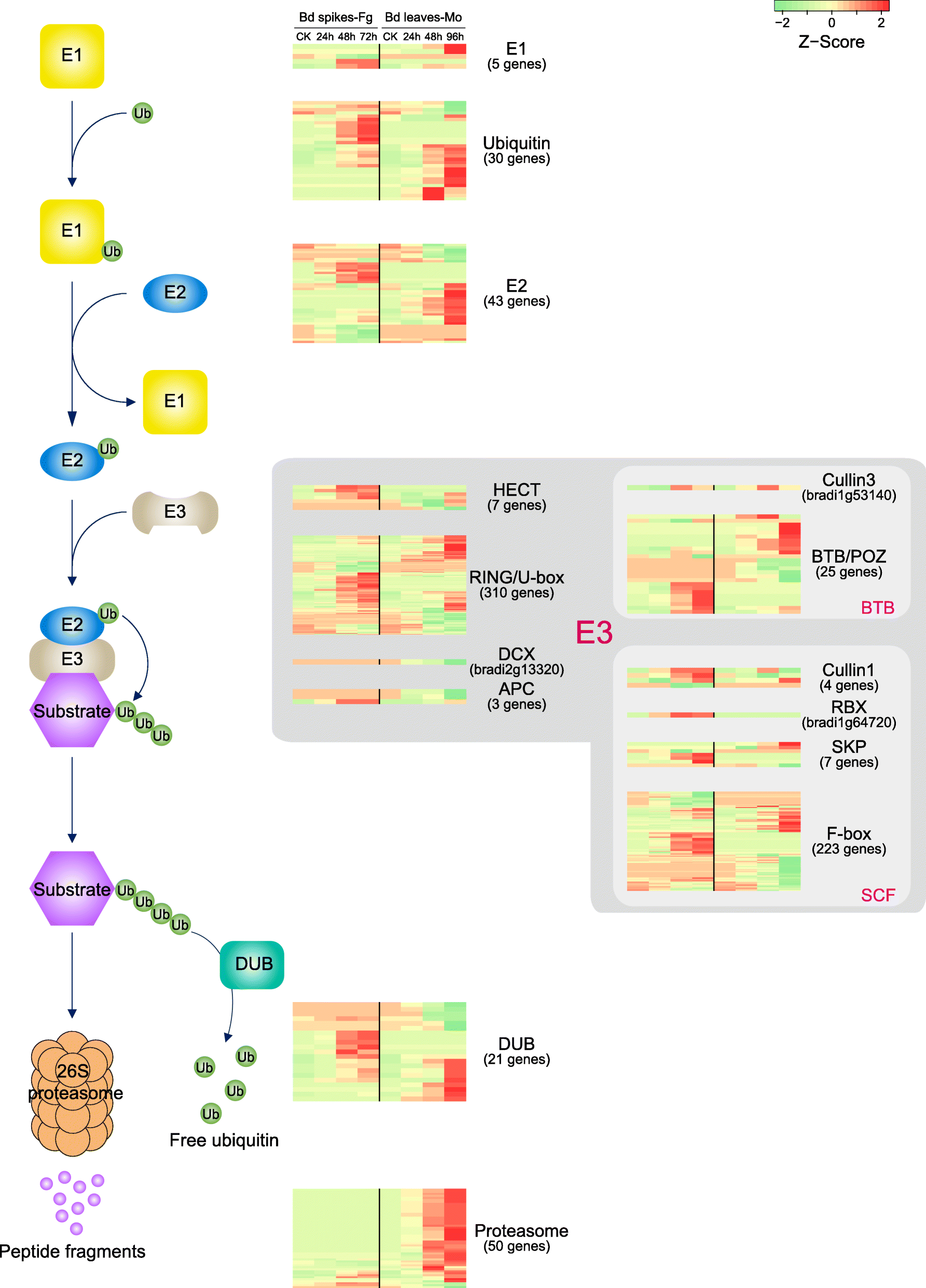 Fig. 7