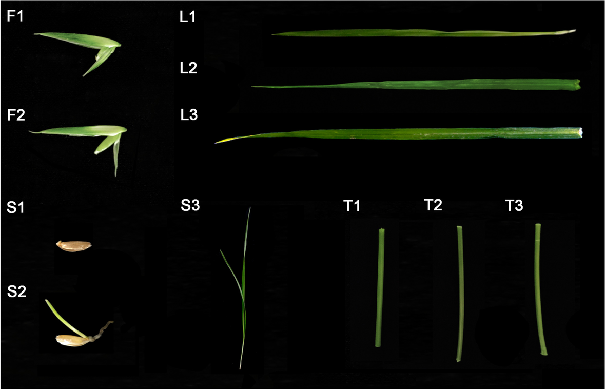 Fig. 8