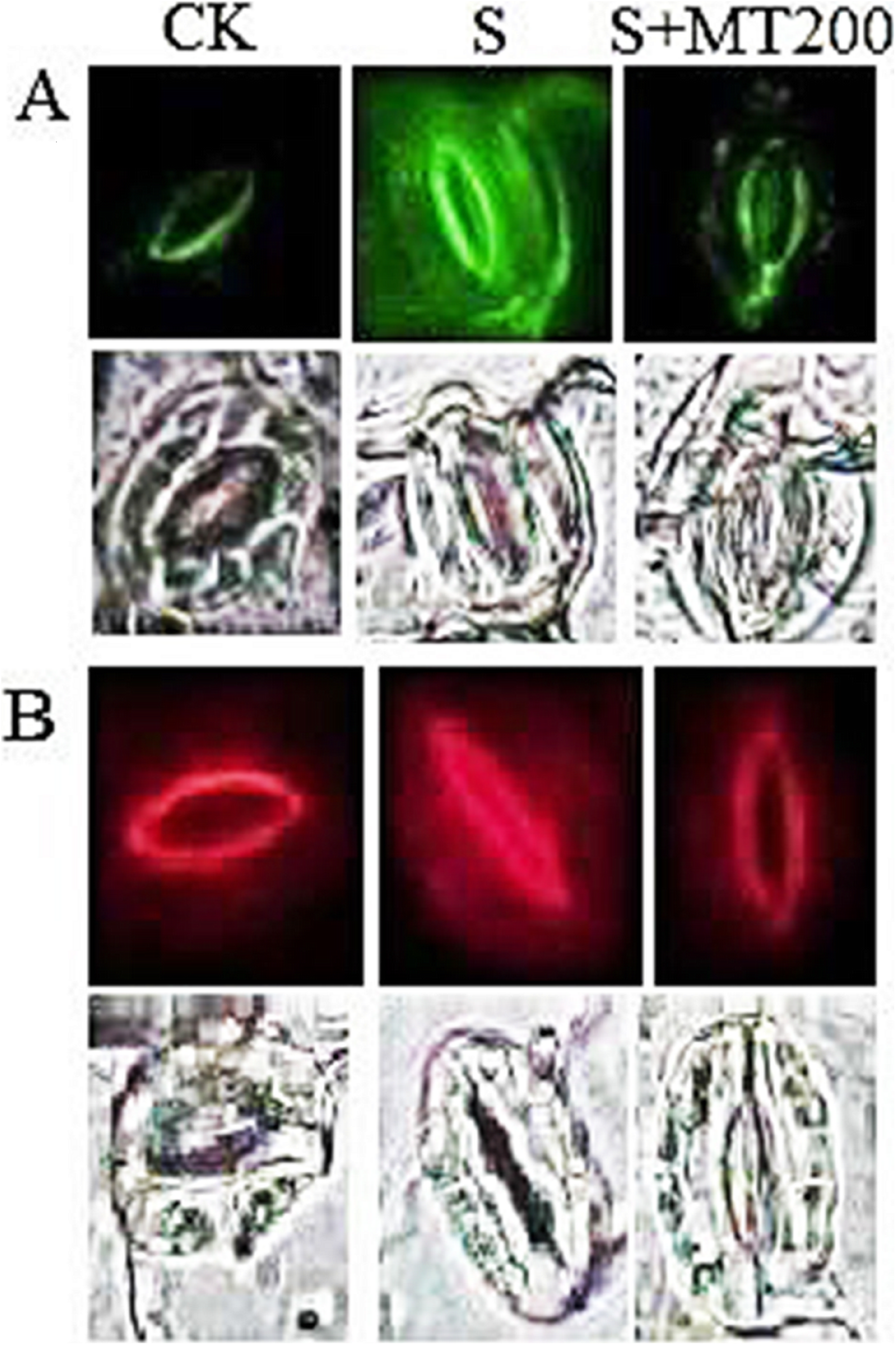 Fig. 6