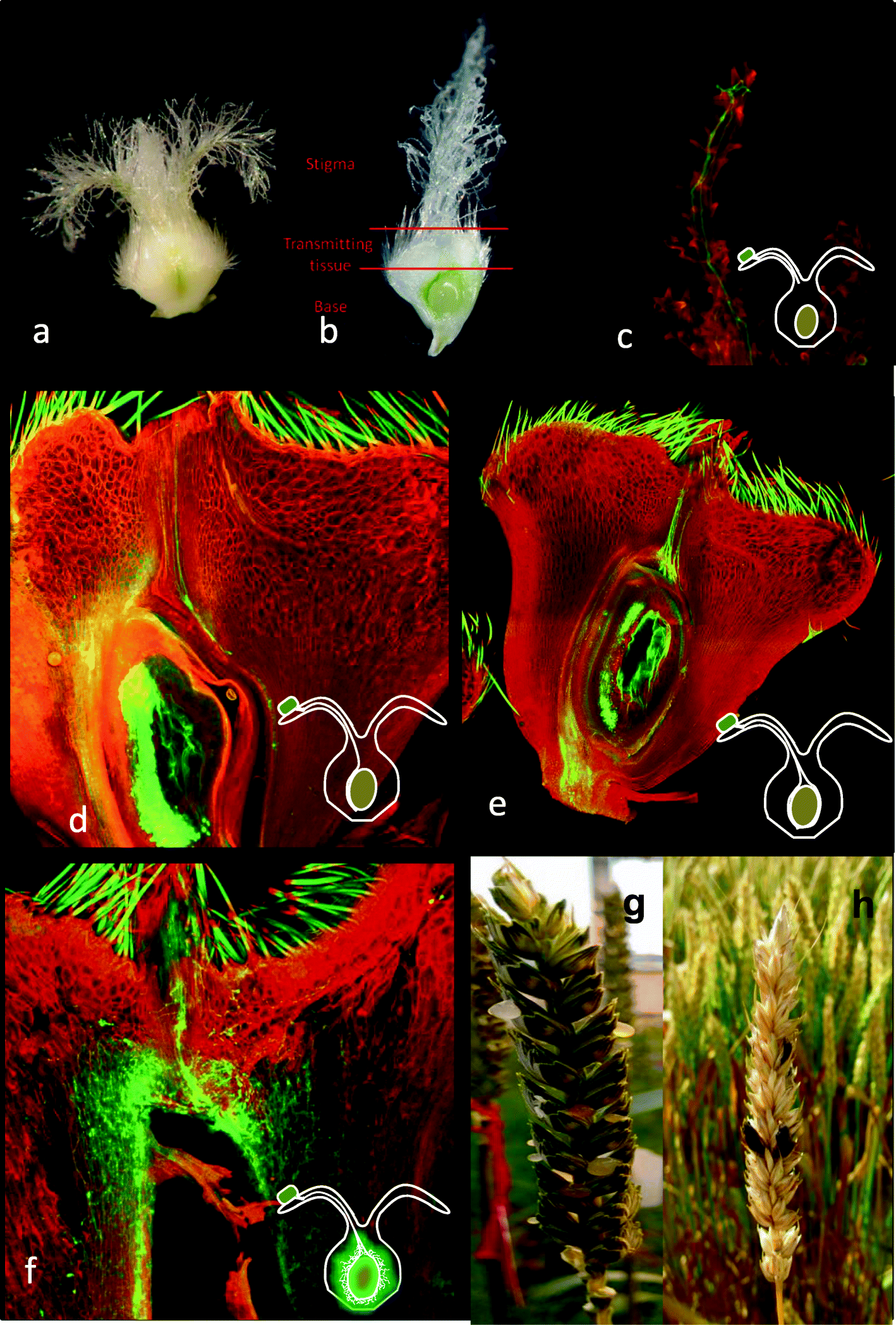 Fig. 1