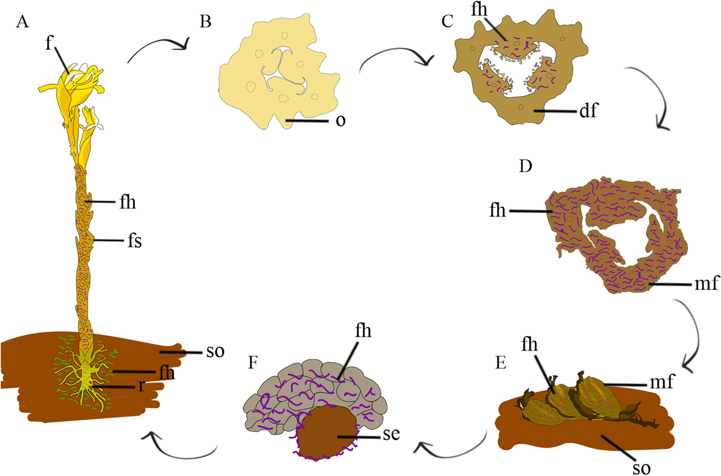 Fig. 4