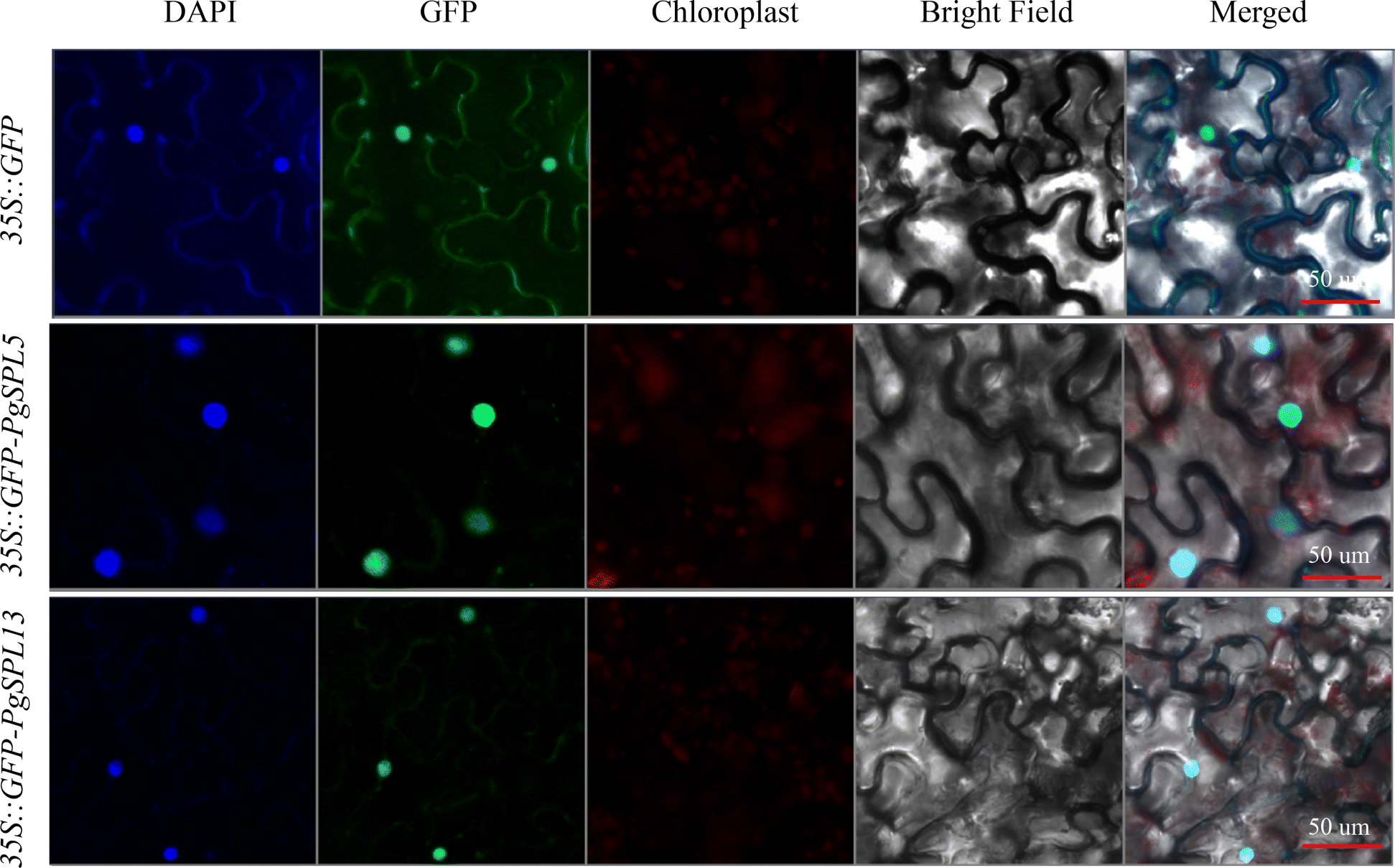 Fig. 11