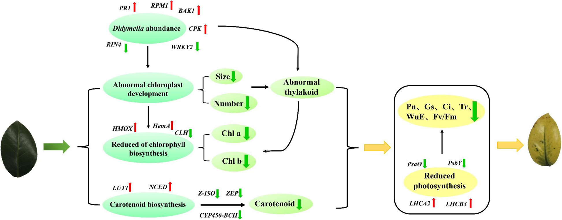 Fig. 9