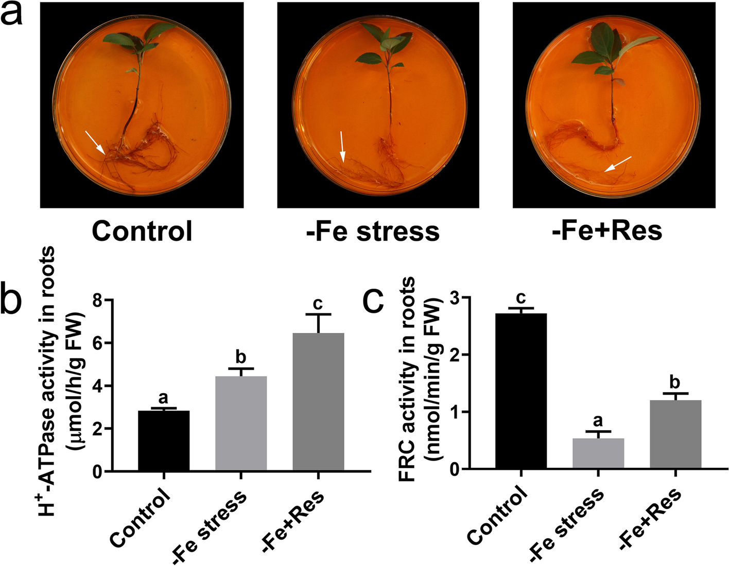 Fig. 4