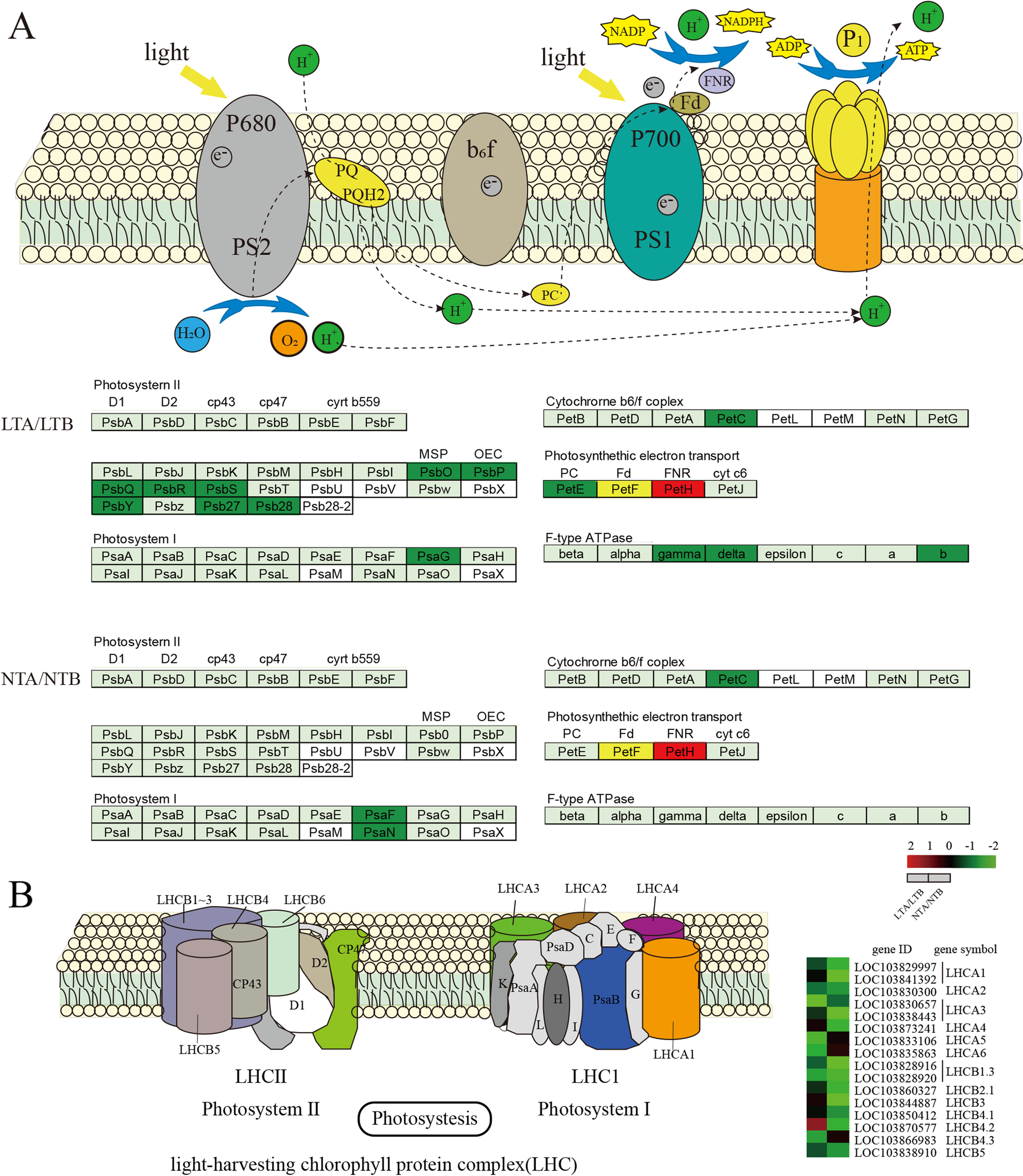 Fig. 10