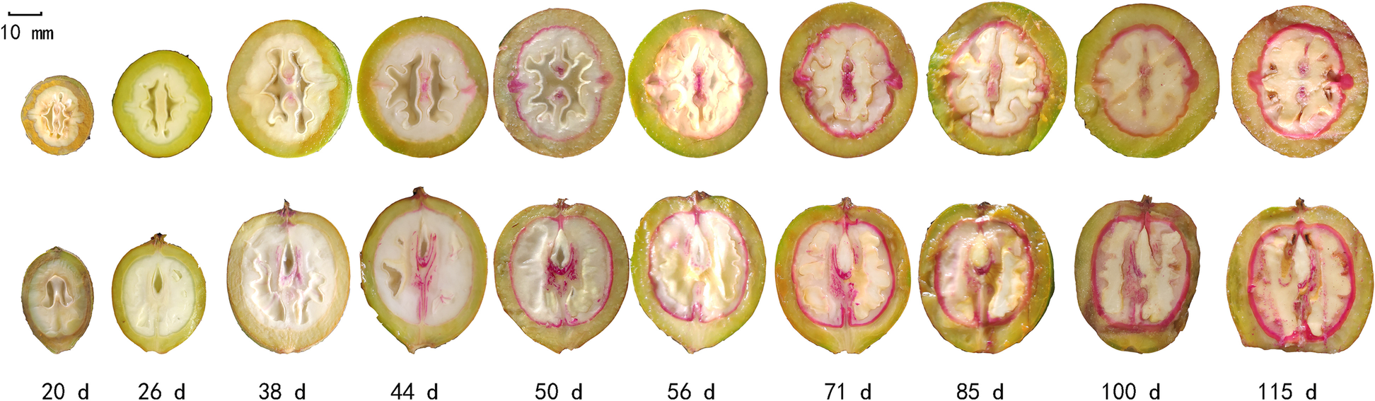 Fig. 6