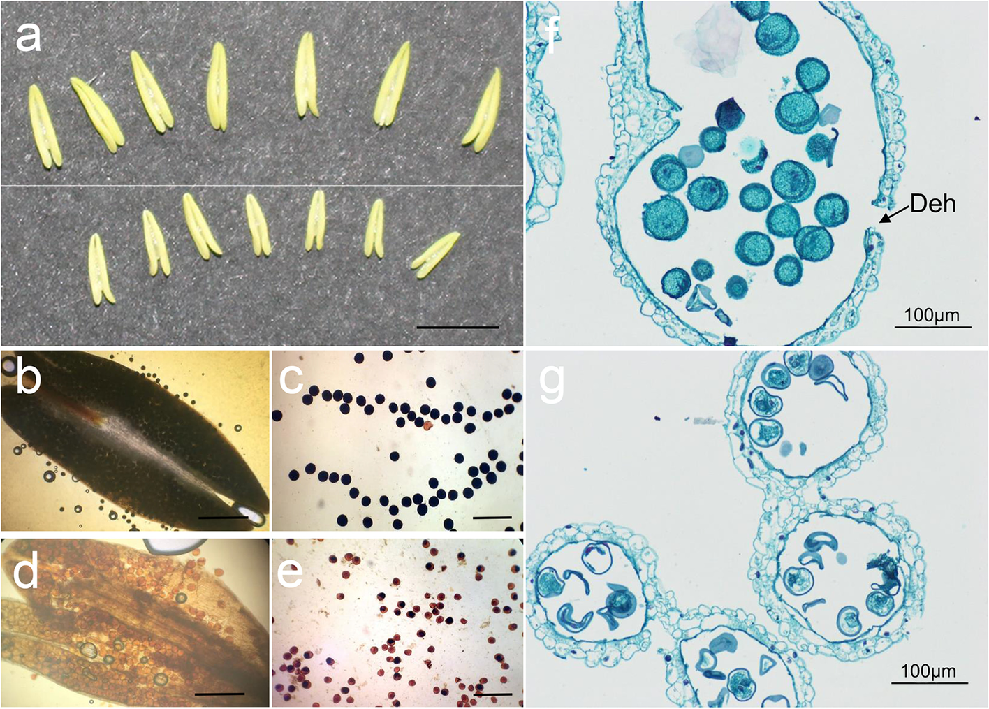 Fig. 10