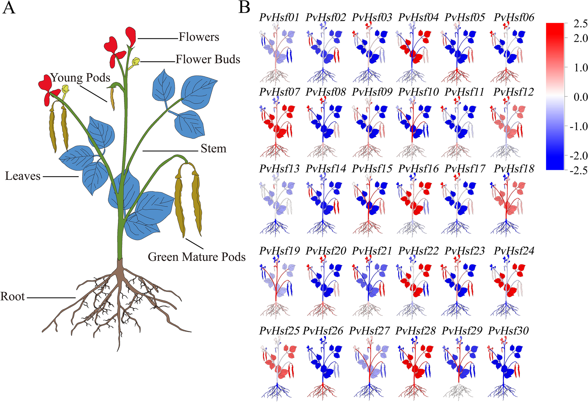 Fig. 7