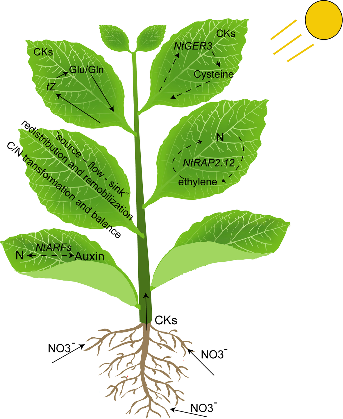 Fig. 8