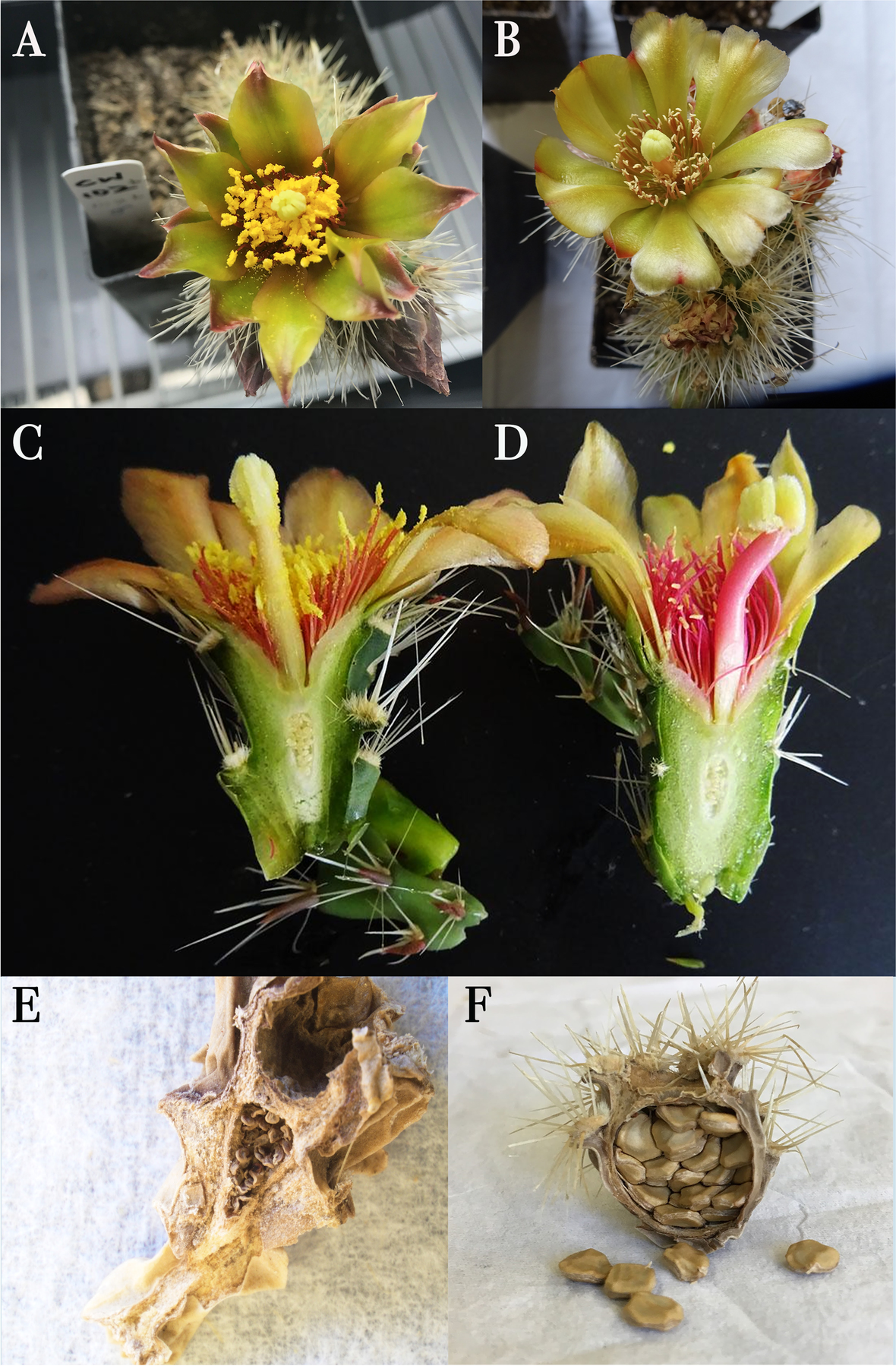 Fig. 3