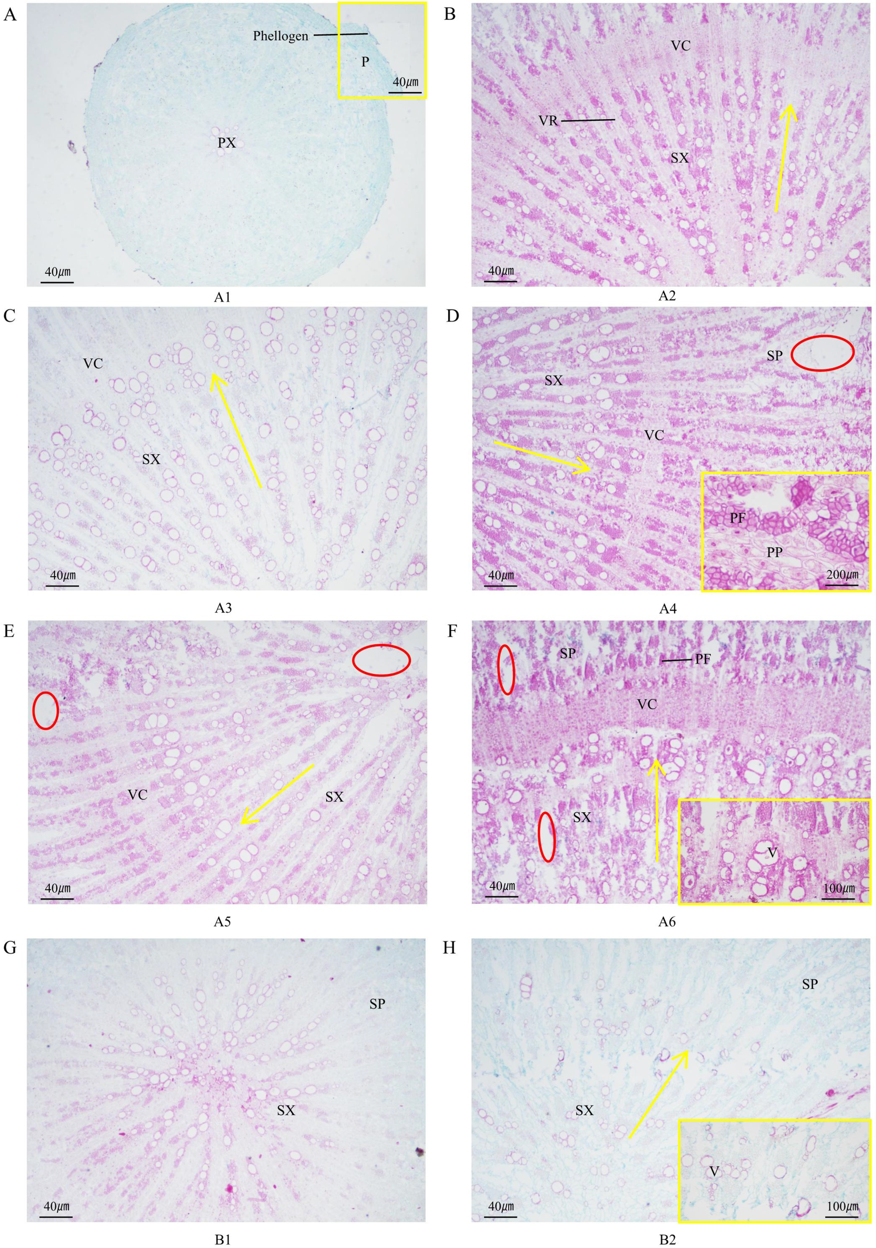 Fig. 4