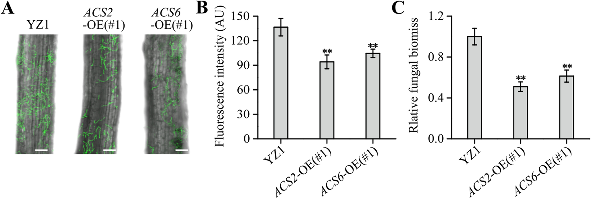 Fig. 6