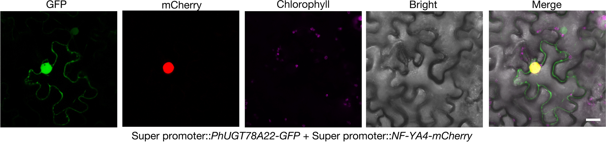 Fig. 4