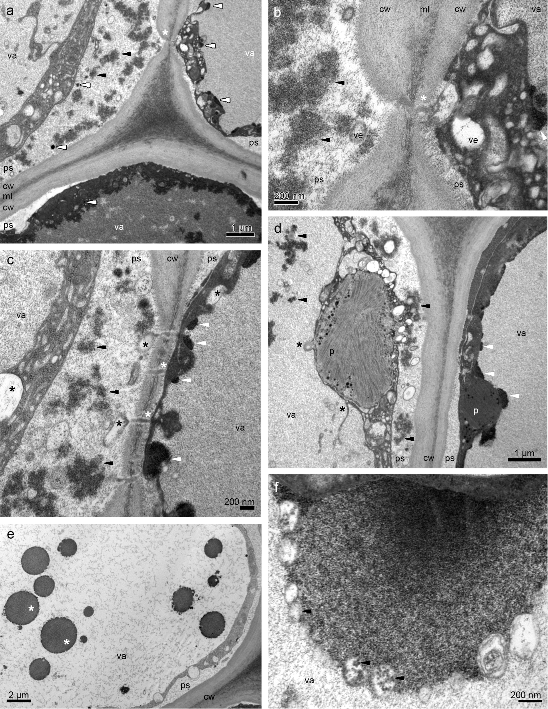 Fig. 5