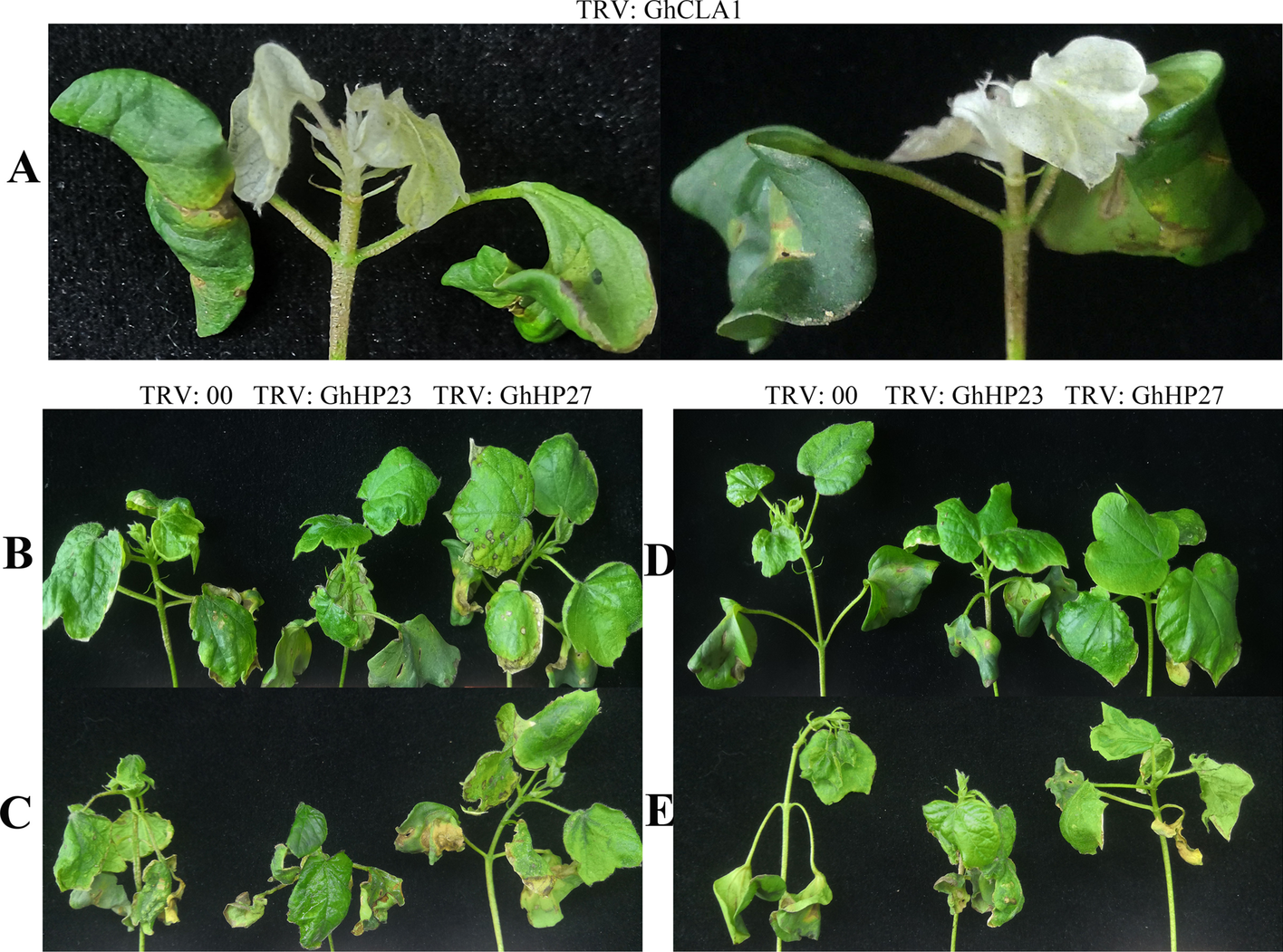 Fig. 10