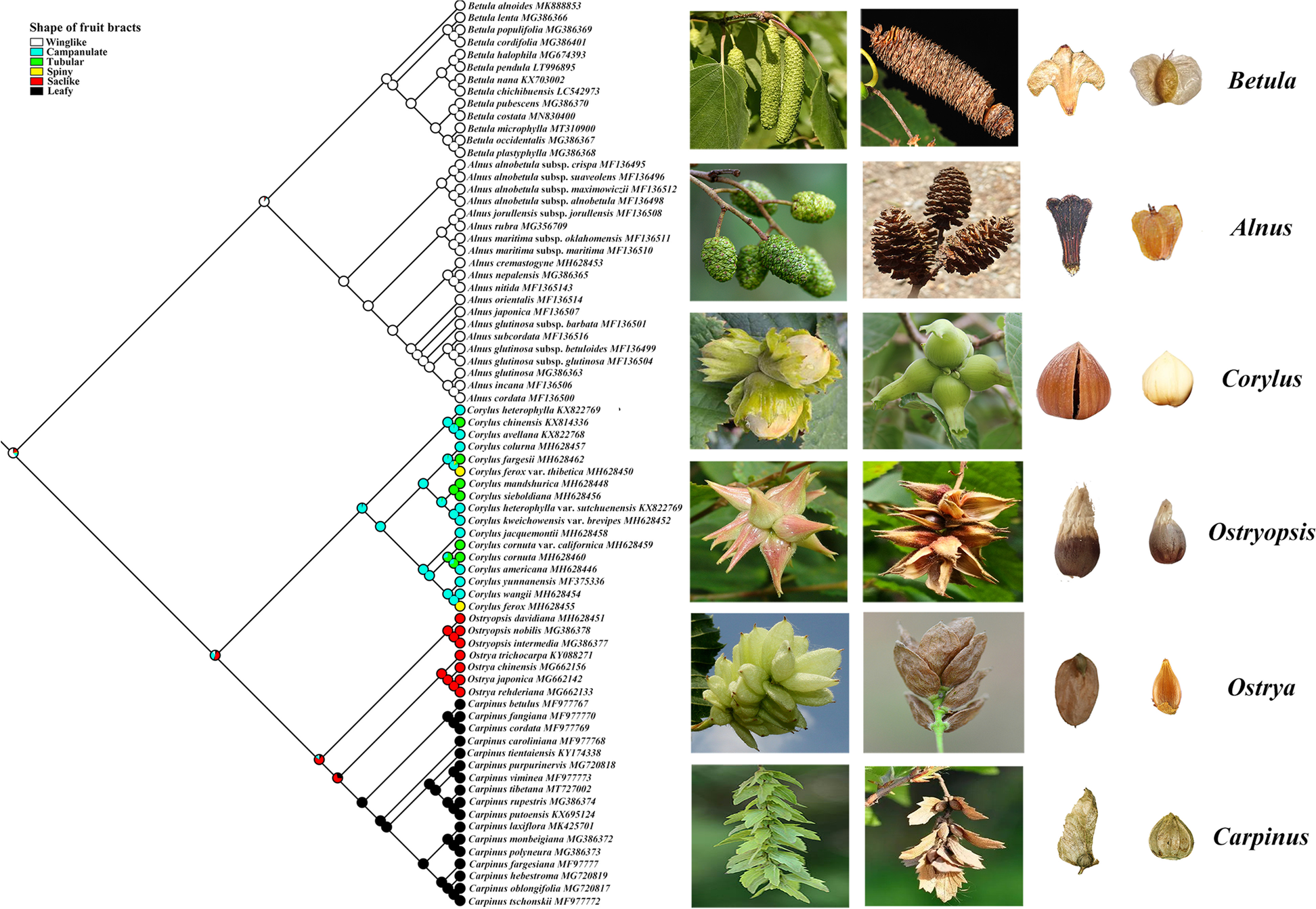 Fig. 6