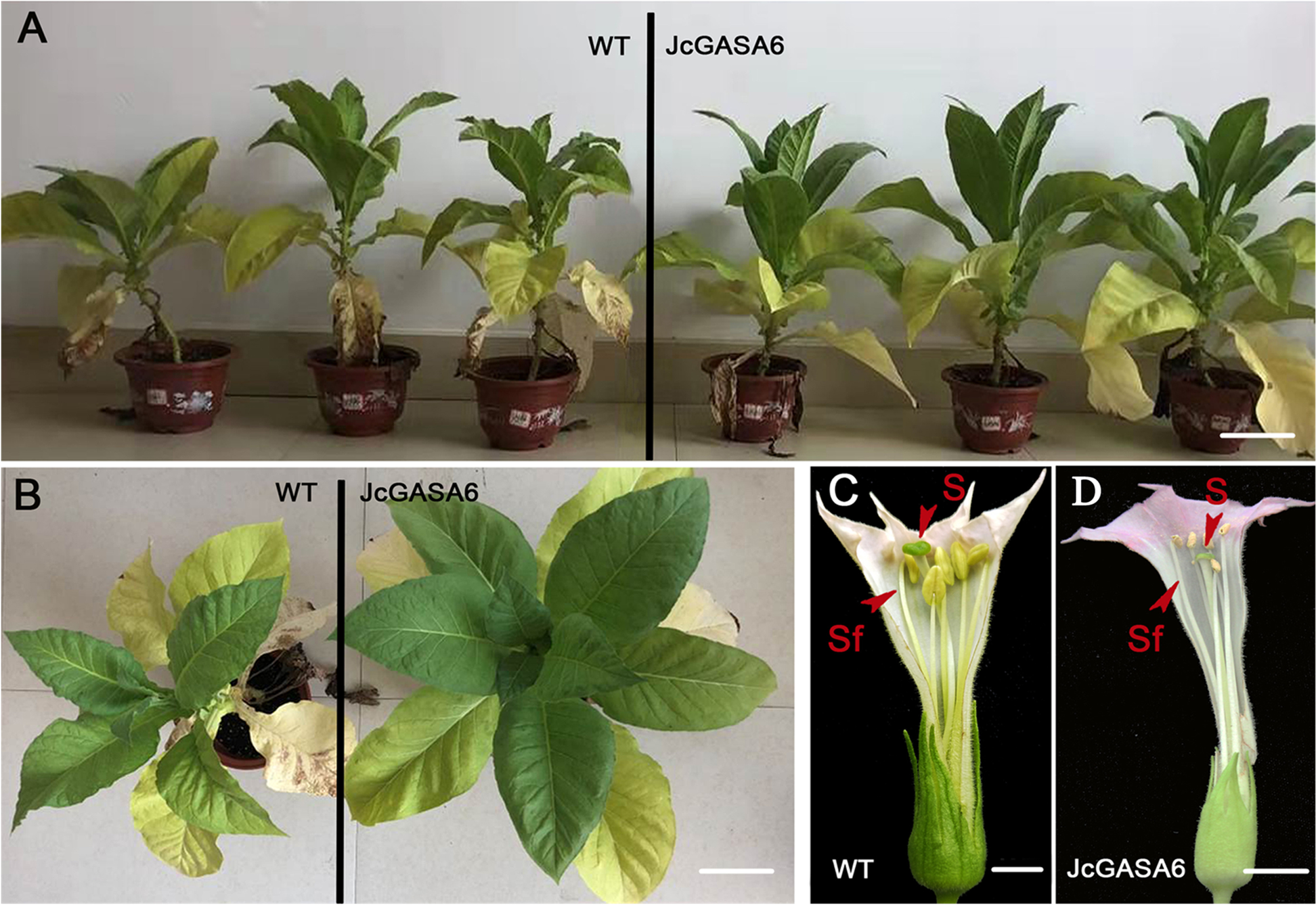 Fig. 7