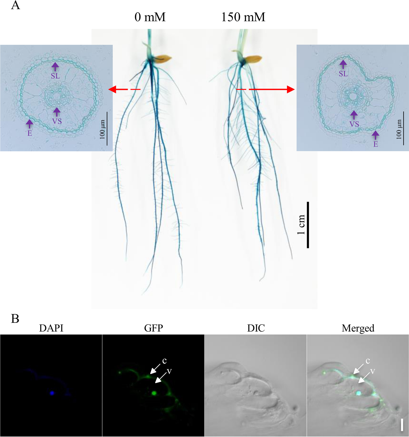 Fig. 2