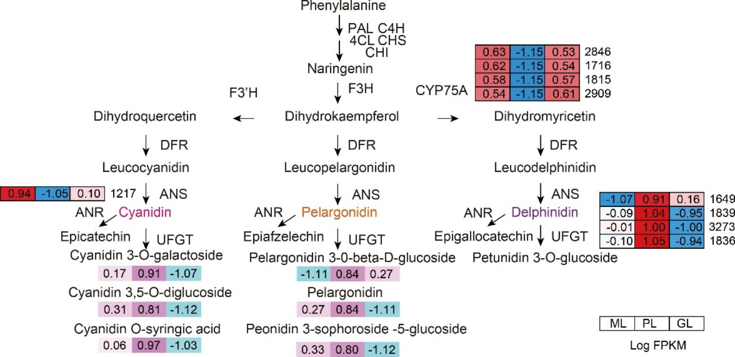 Fig. 7