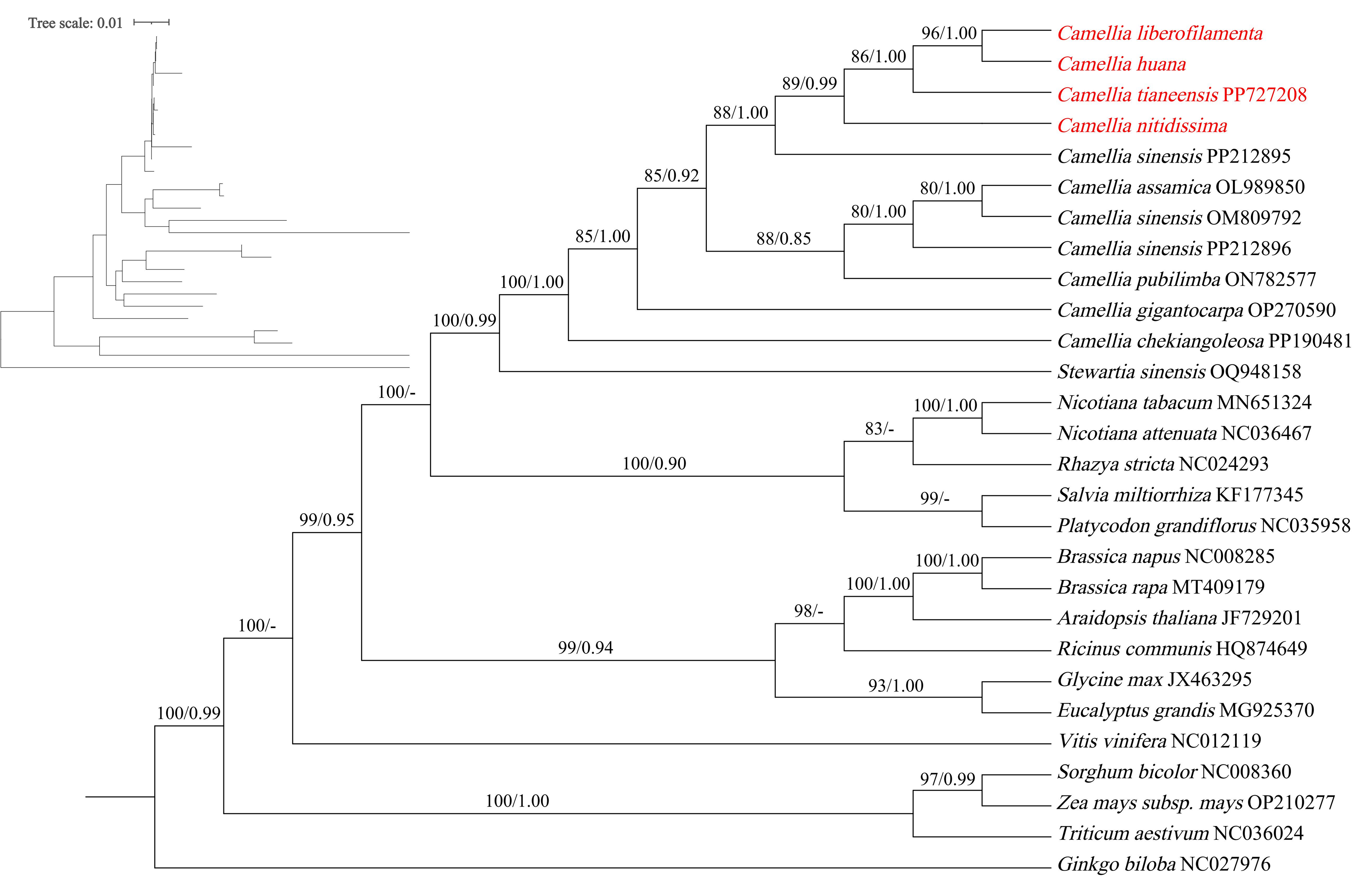 Fig. 10