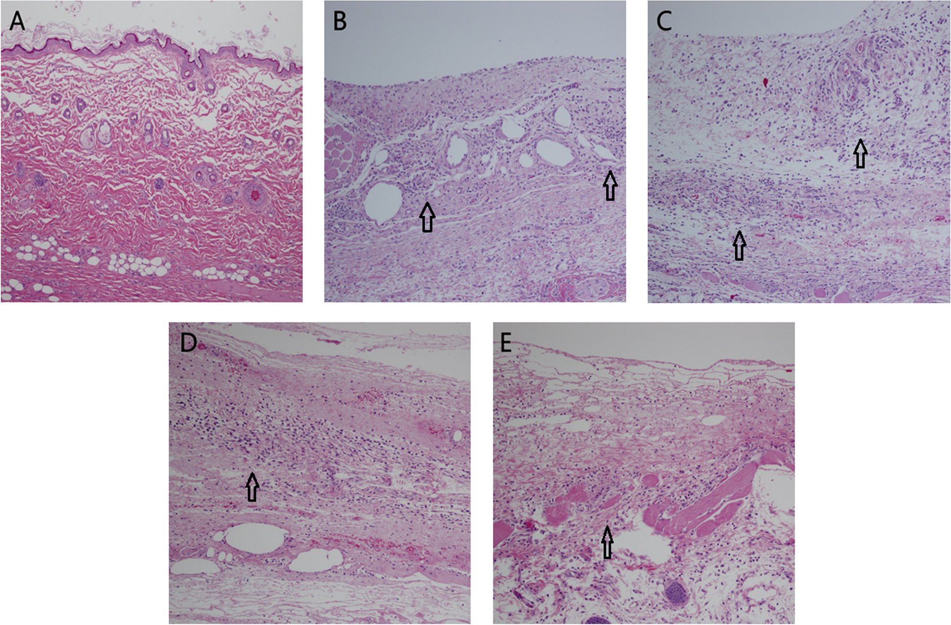 Fig. 5