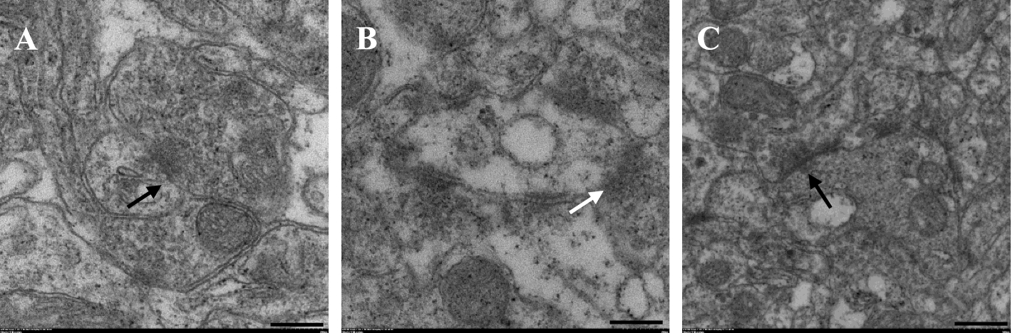 Fig. 8