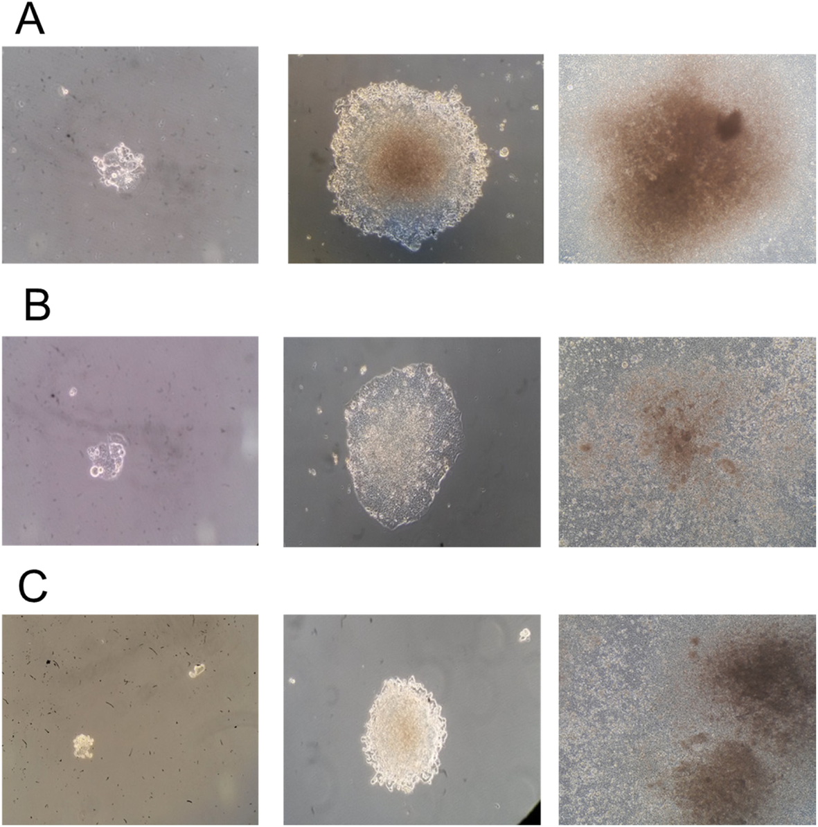 Fig. 6