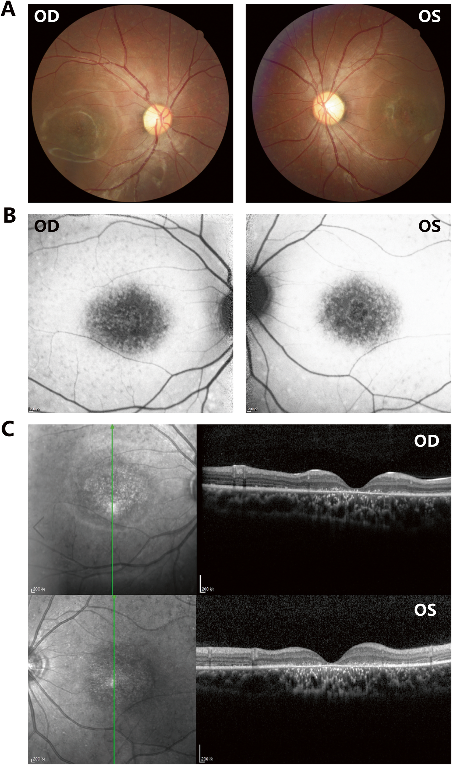 Fig. 2