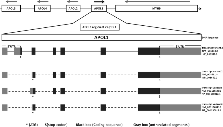 Fig. 1