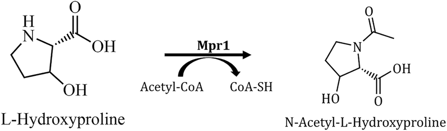 Fig. 11