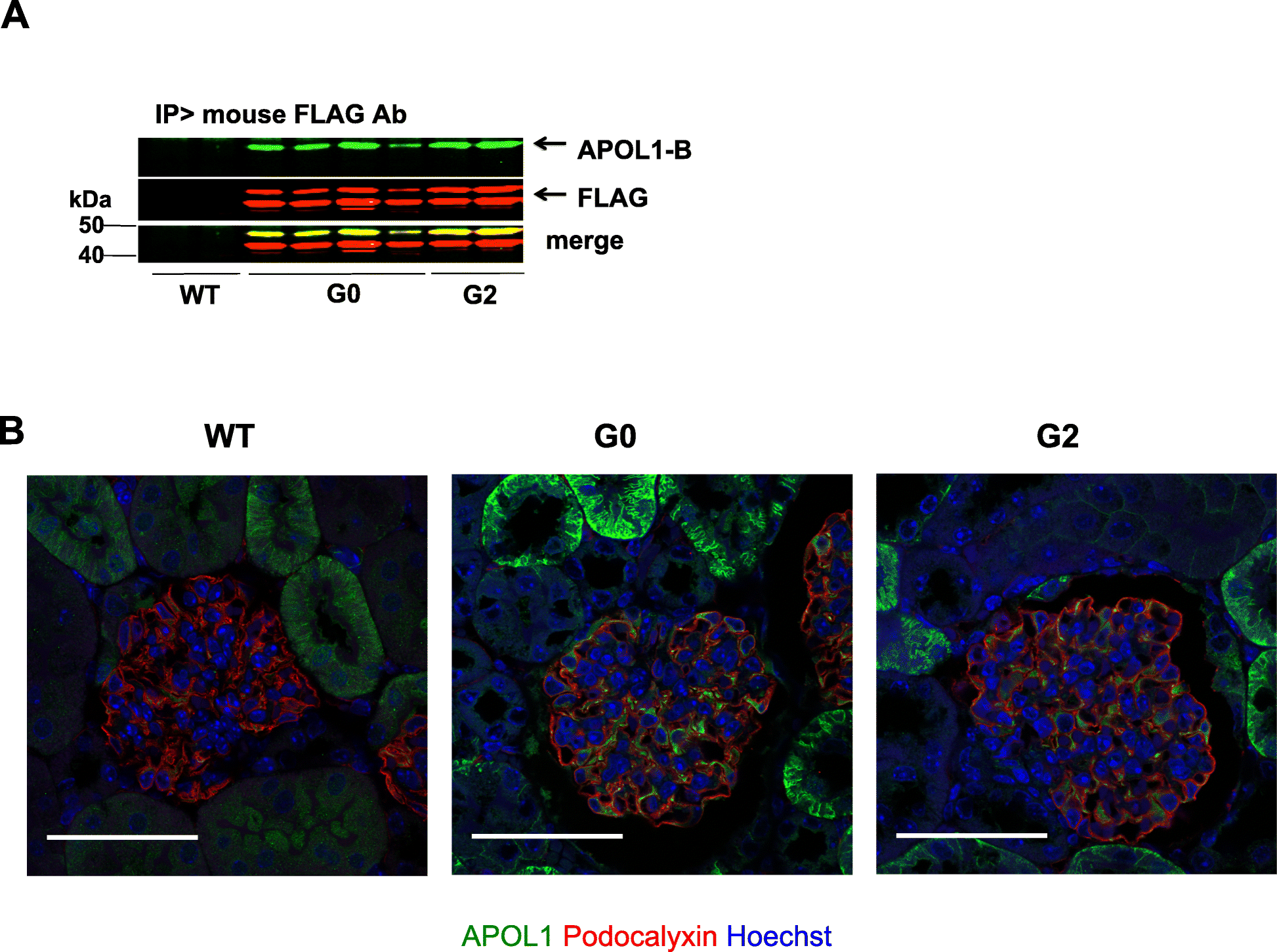 Fig. 4