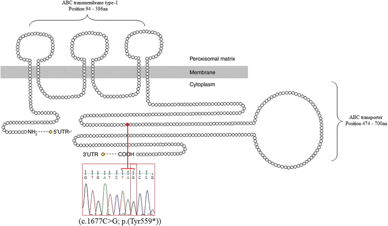 Fig. 2