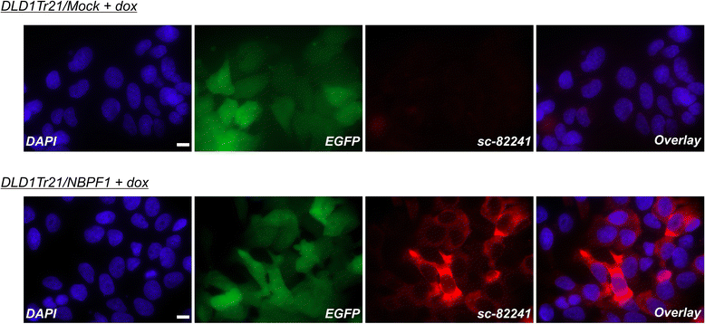 Fig. 15