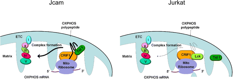 Fig. 8