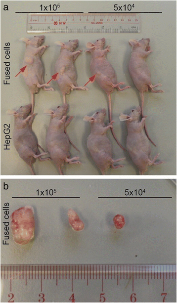 Fig. 5