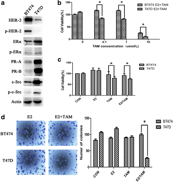 C-Cbl reverses HER2-mediated tamoxifen resistance in human breast cancer  cells | BMC Cancer | Full Text