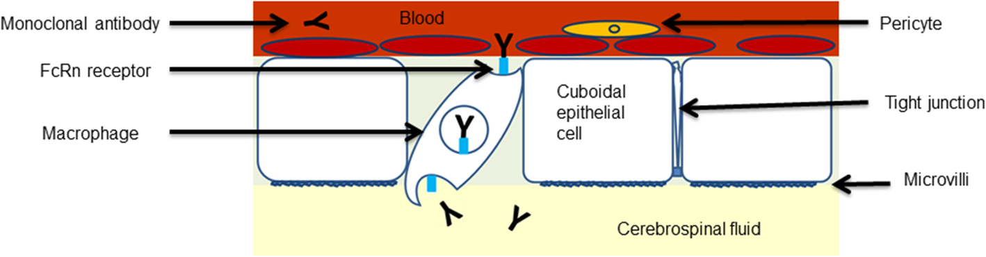 Intracranial Antitumor Responses Of Nivolumab And Ipilimumab A Pharmacodynamic And Pharmacokinetic Perspective A Scoping Systematic Review Bmc Cancer Full Text Intracranial Antitumor Responses Of Nivolumab And Ipilimumab A Pharmacodynamic And Pharmacokinetic Perspective A Scoping Systematic Review Bmc Cancer Full Text