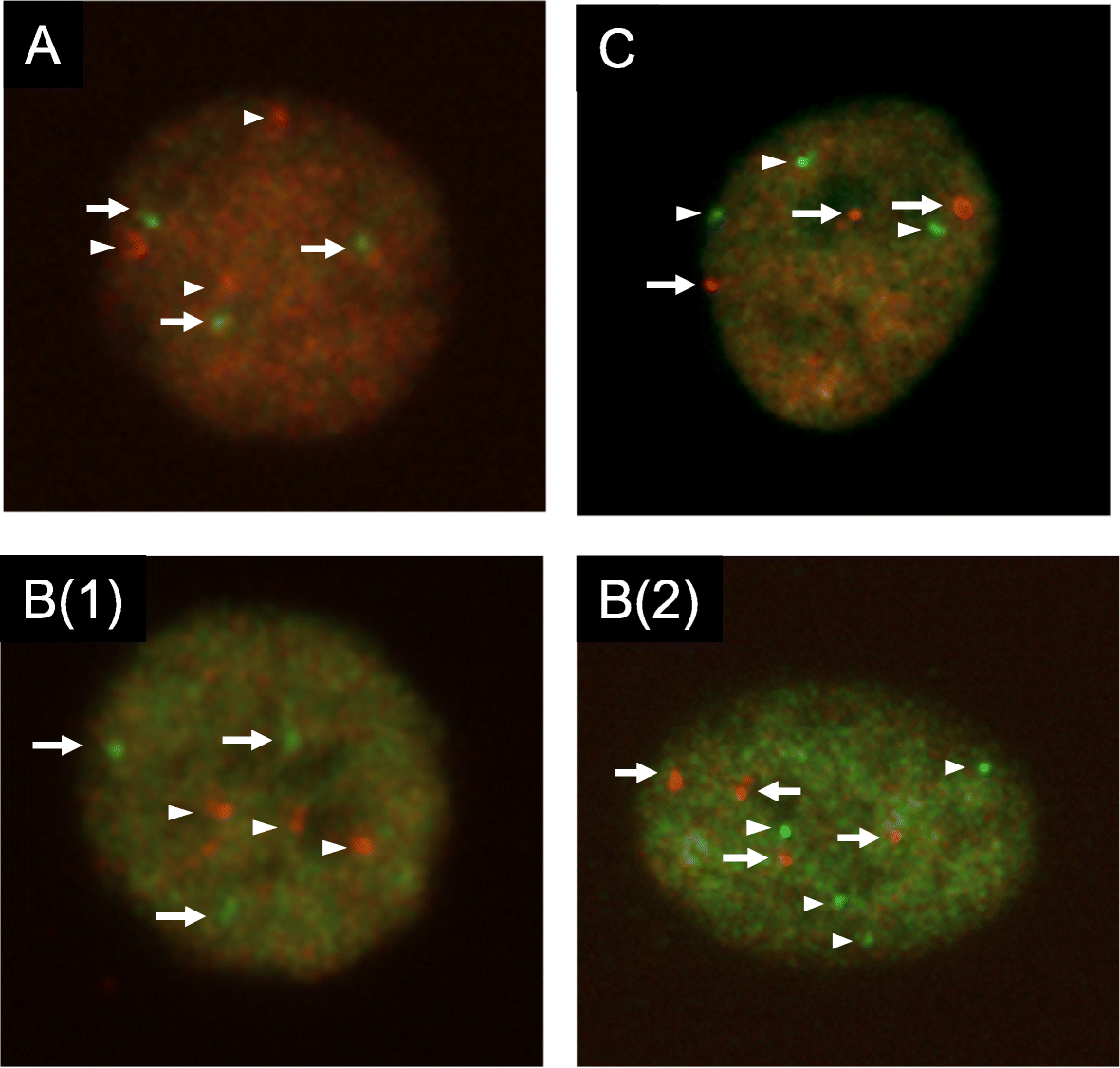 Fig. 4