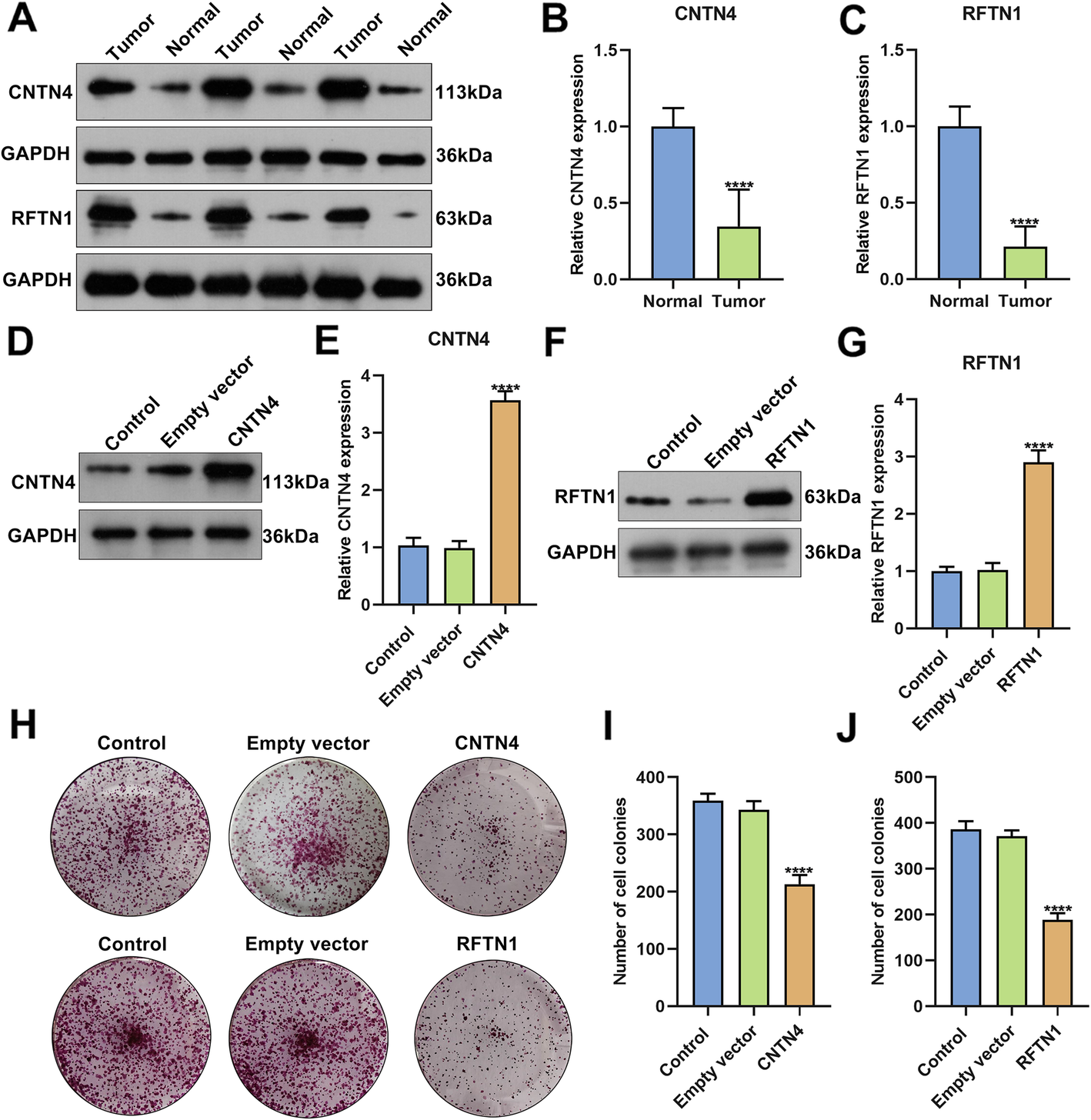 Fig. 12