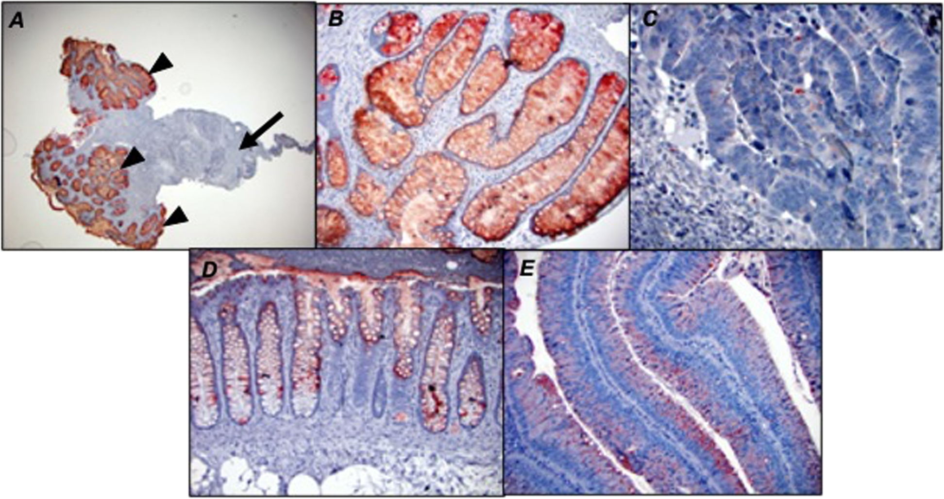 Fig. 7