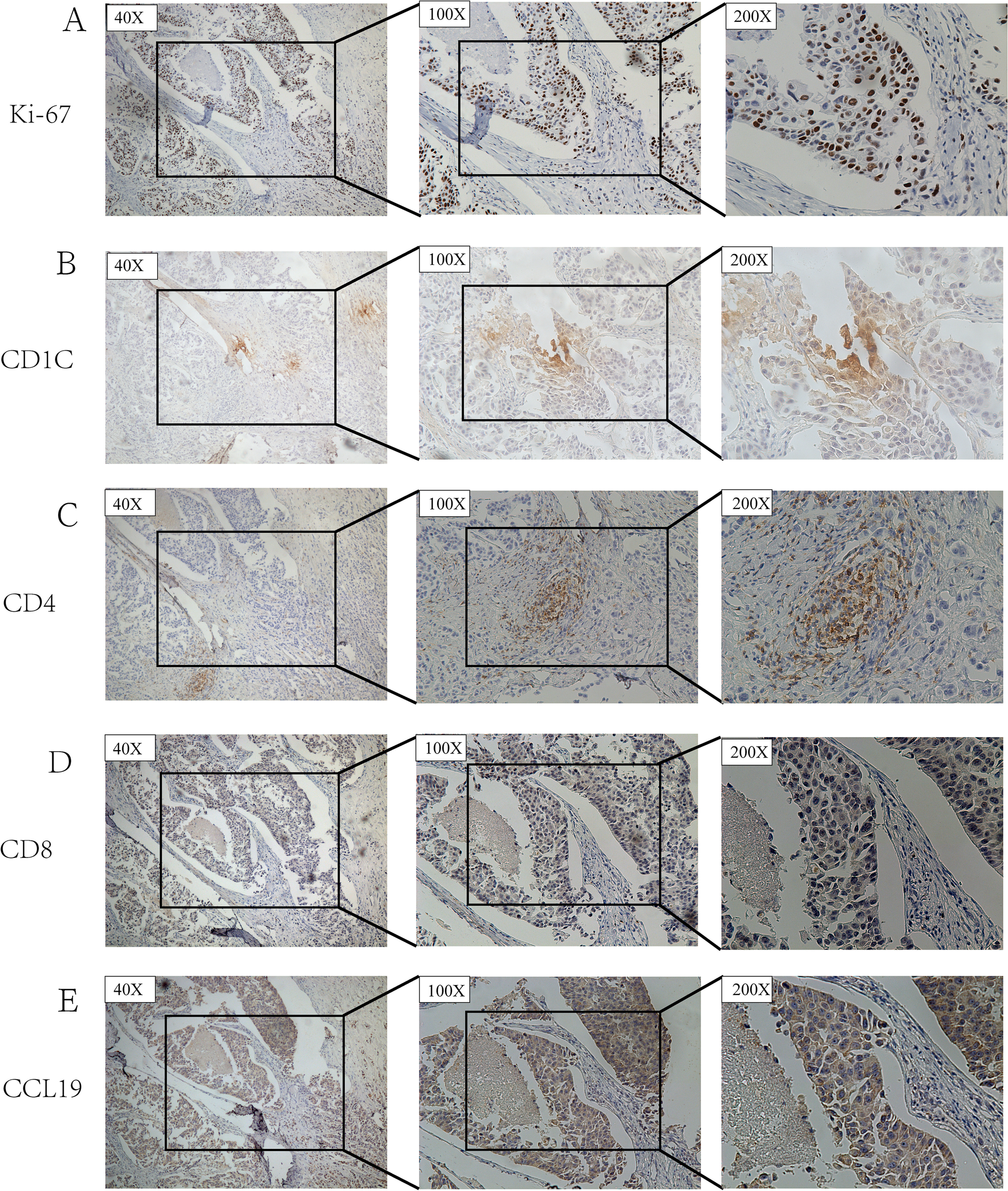 Fig. 15