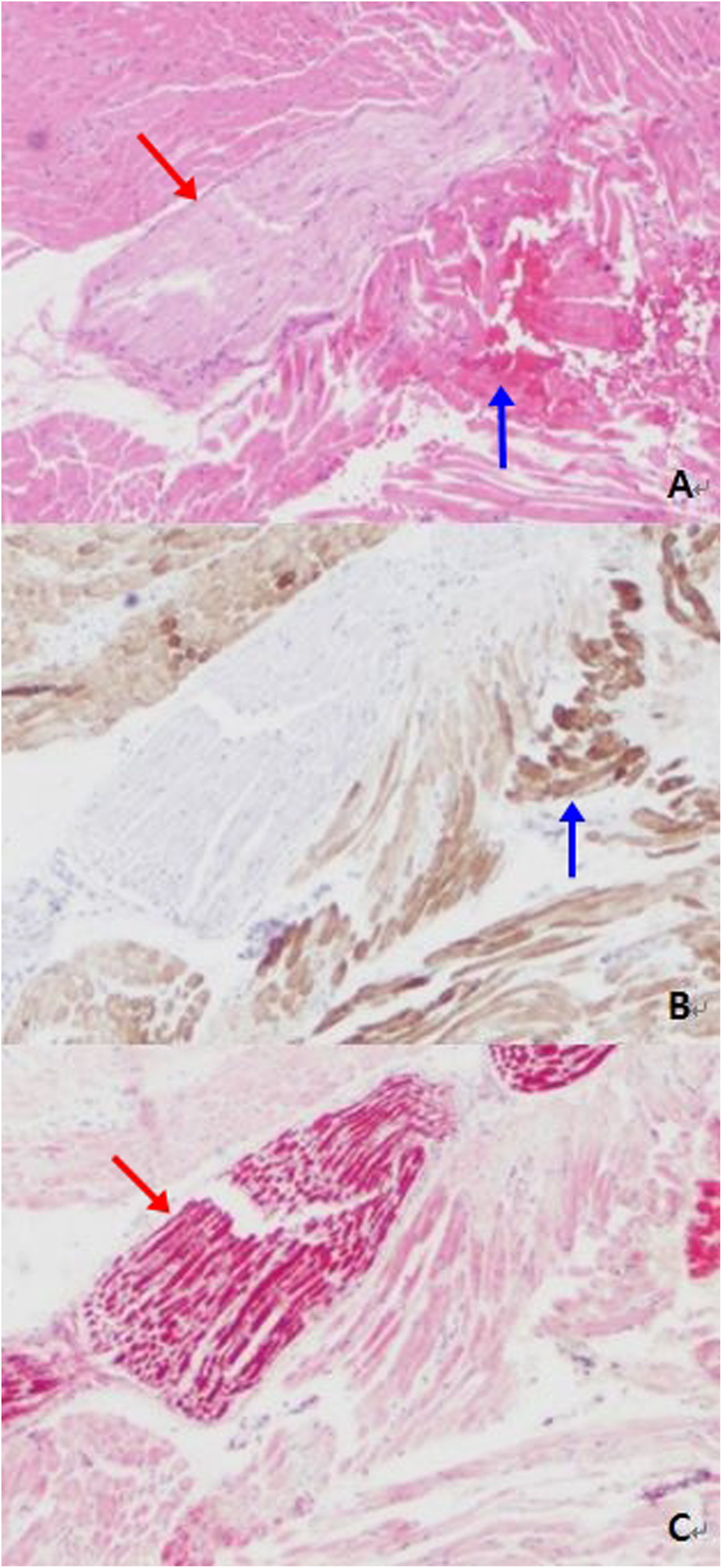 Fig. 5