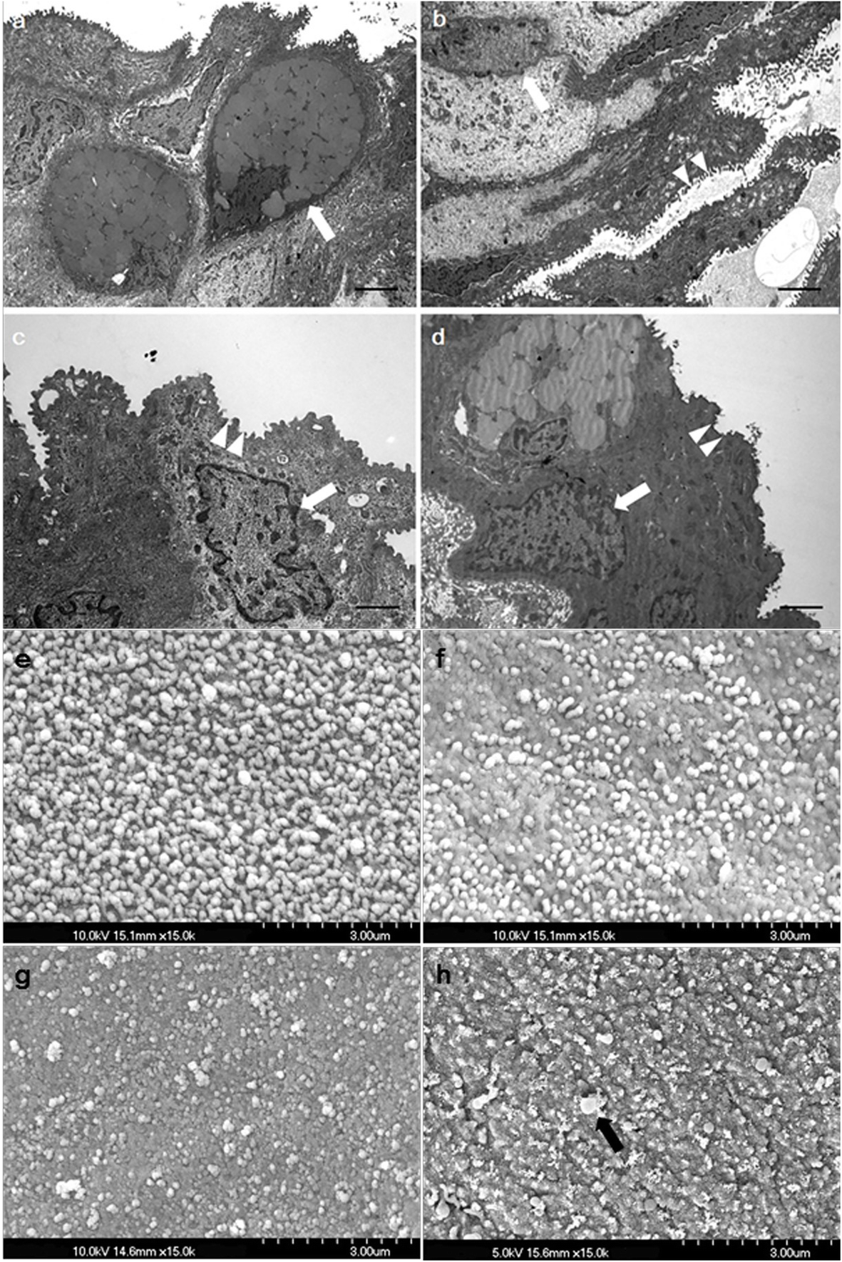 Fig. 5