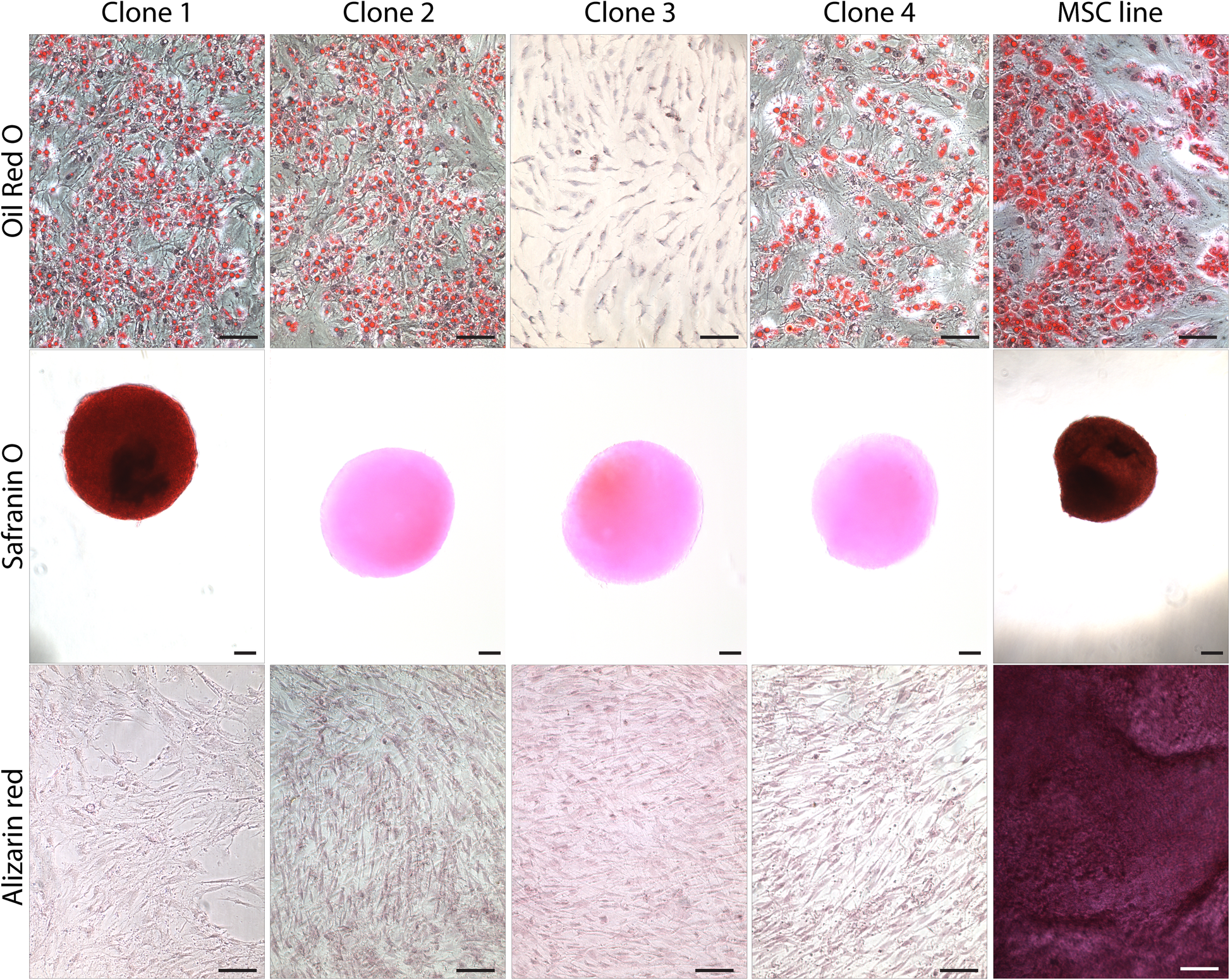 Multiple Mesenchymal Progenitor Cell Subtypes With Distinct Functional Potential Are Present Within The Intimal Layer Of The Hip Synovium Bmc Musculoskeletal Disorders Full Text