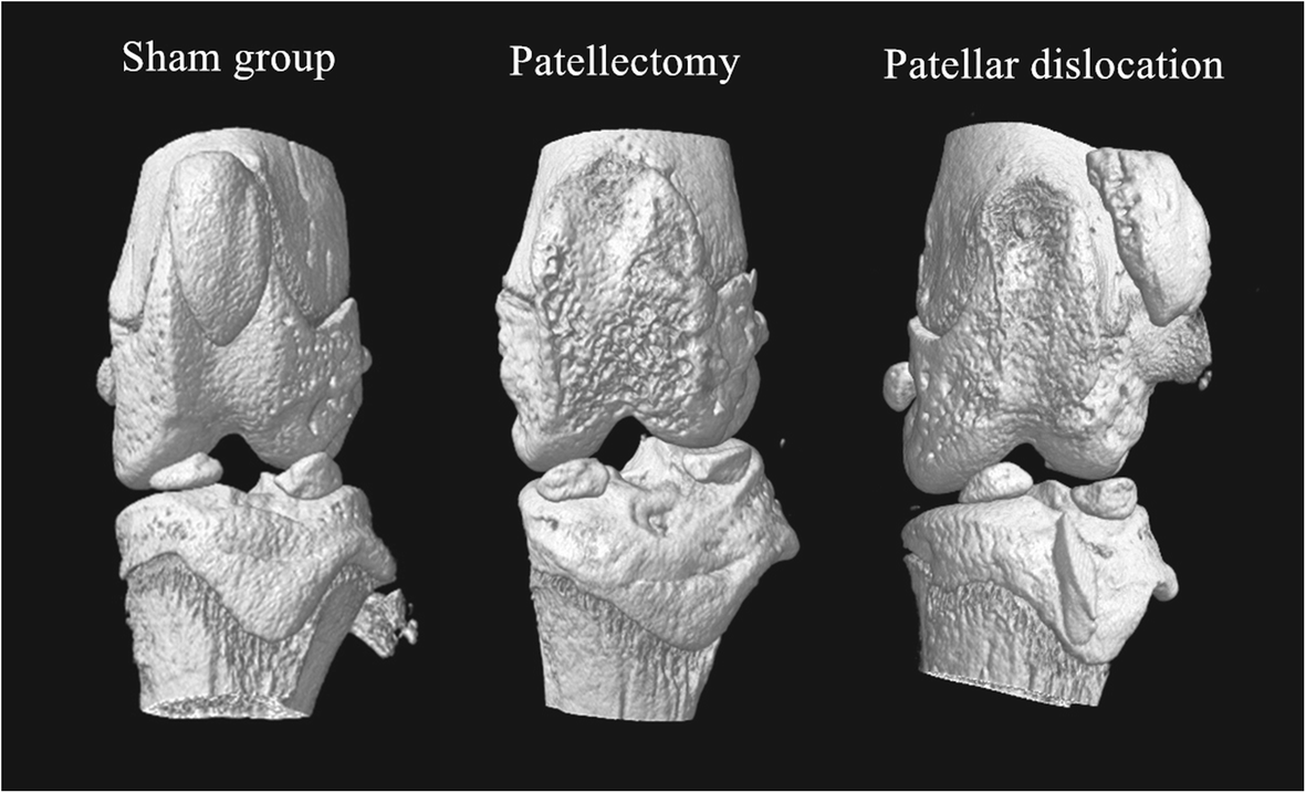 Fig. 5